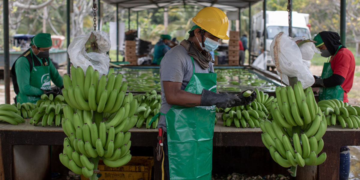 Banane, Fairtrade annuncia i nuovi prezzi minimi